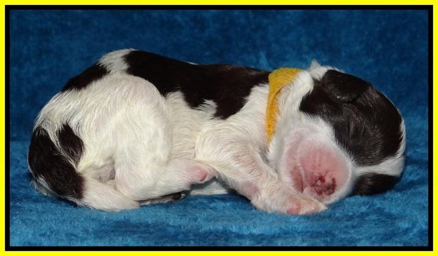 Sparkle Texas pups 1 wk old #1 056