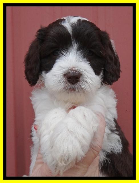 Sparkle Texas pups 6 wks old 81
