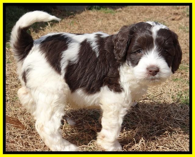Sparkle Texas pups 6 wks old 91