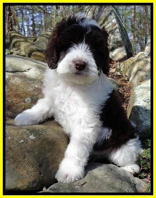 Sparkle Texas pups 8 weeks old 2 018