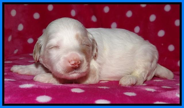 Sparkle TExas pups 2 wks old 129