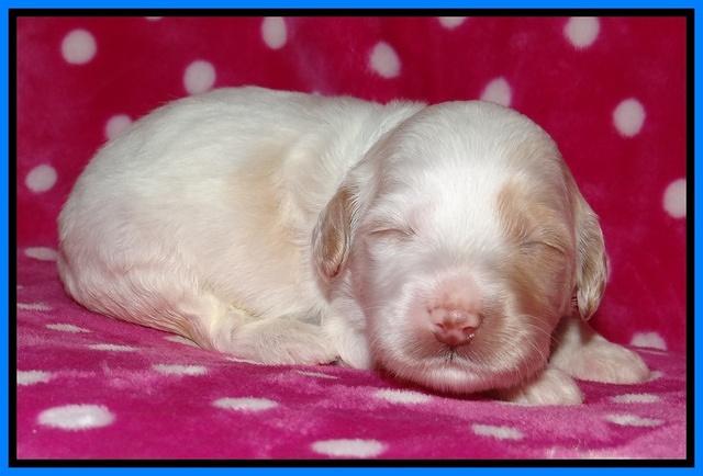 Sparkle TExas pups 2 wks old 136