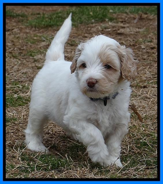 Sparkle TExas pups 5 wks old 11