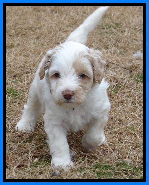 Sparkle TExas pups 5 wks old 31