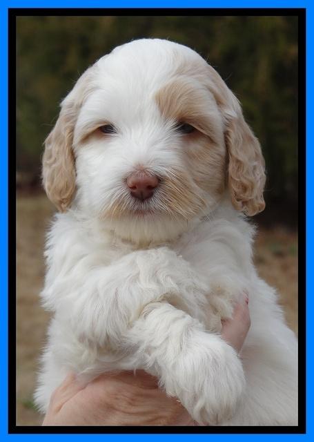 Sparkle Texas pups 6 wks old 281