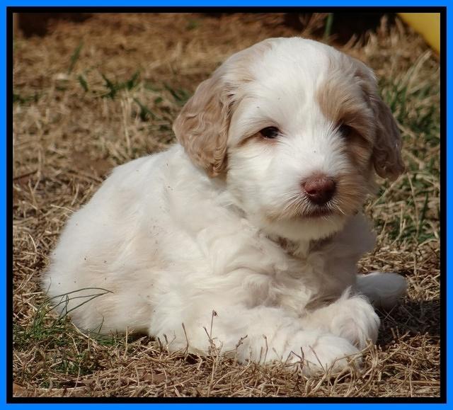 Sparkle Texas pups 6 wks old 301