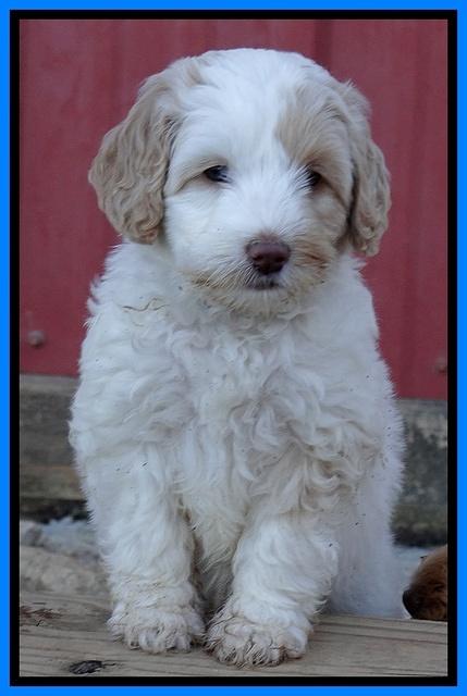 Sparkle Texas pups 7 wks old 51