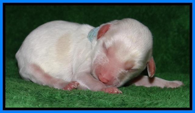 Sparkle Texas pups newborn 321