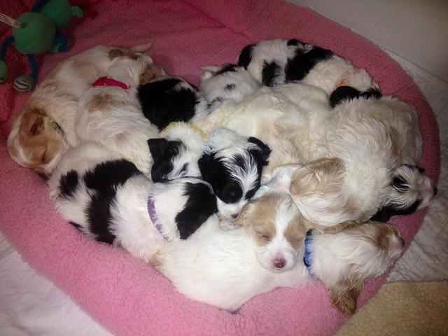 Rina Reagan group 4 weeks old heart photo 2