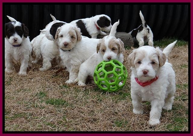 Sparkle TExas pups 5 wks old 521