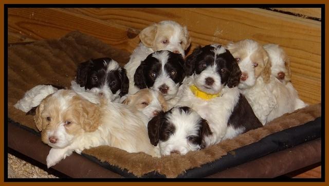 Sparkle TExas pups 5 wks old 551