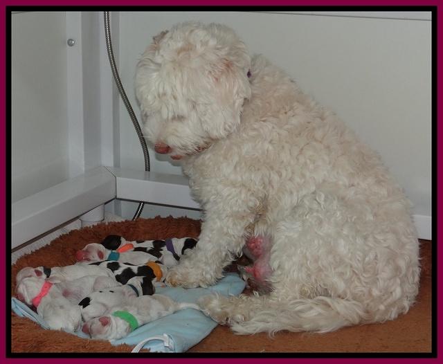 Sparkle Texas pups newborn 341