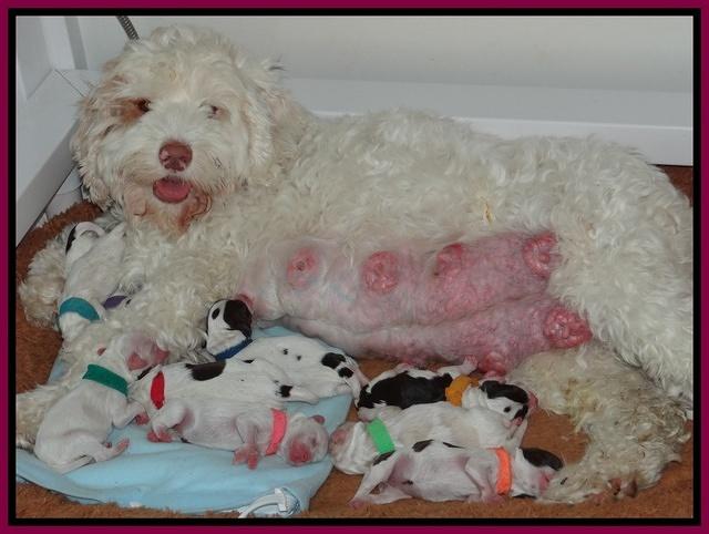 Sparkle Texas pups newborn 351