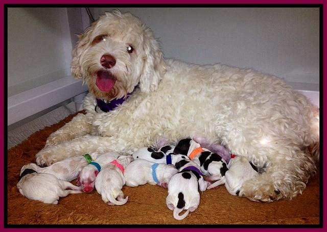 Sparkle newborn litter 1