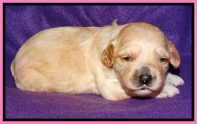 Sky Reagan pups 2 wk old 21