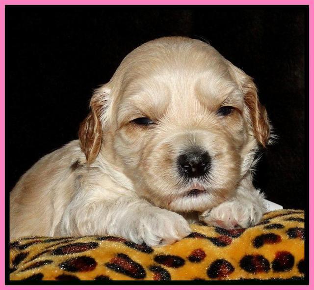 Sky Reagan pups 3 wks old 21