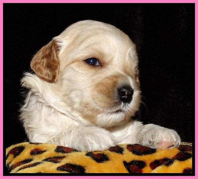 Sky Reagan pups 3 wks old 31