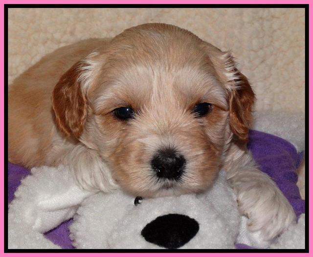 Sky Reagan pups 4 weeks old 11