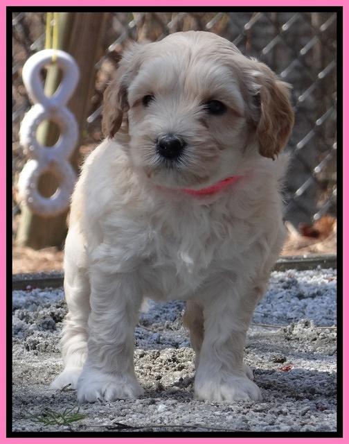 Sky Reagan pups 5 wks old 52