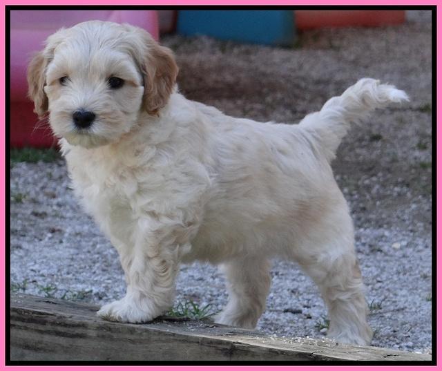 Sky Reagan pups 6 wks old 11