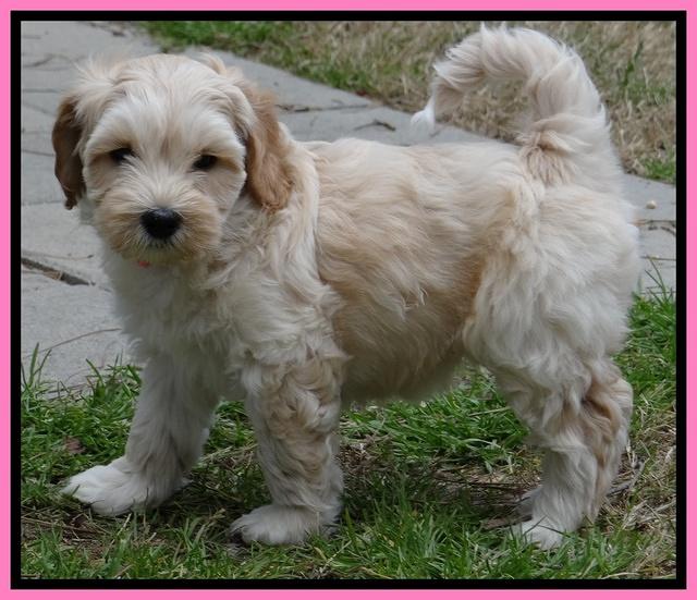 Sky Reagan pups 7 wks old 21