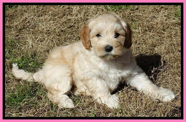 Sky Reagan pups 7 wks old 41