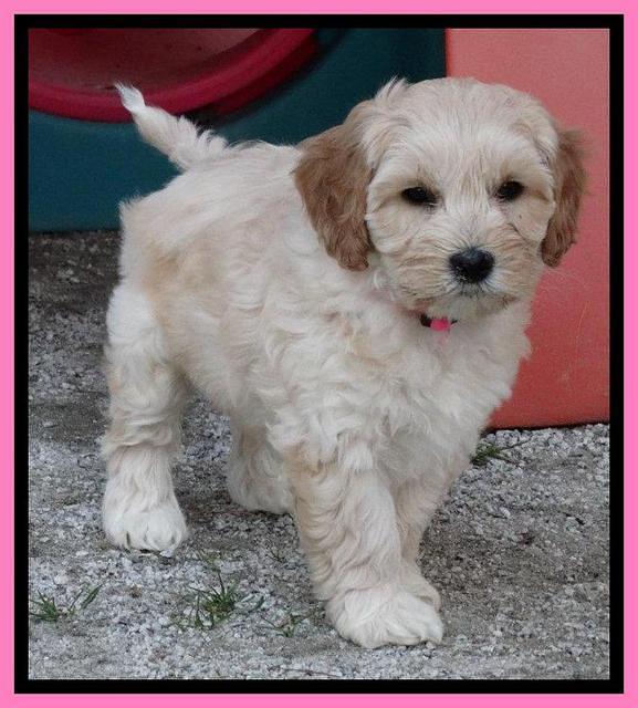 Sky Reagan pups 7 wks old 61