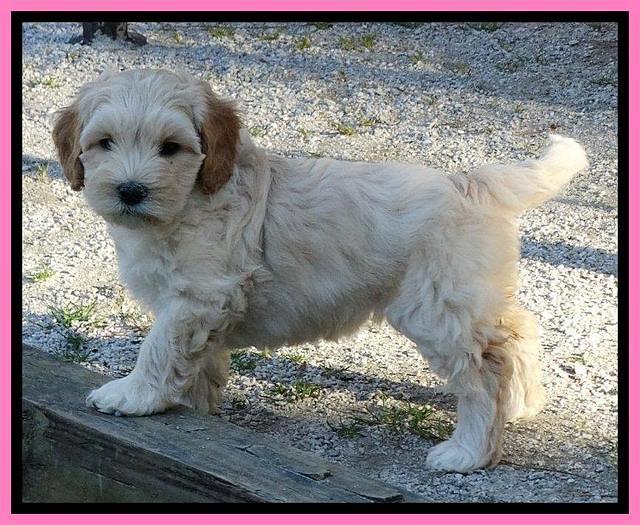 Sky Reagan pups 7 wks old 81