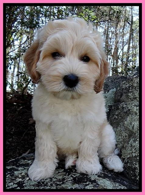 Sky Reagan pups 8 wks old 61