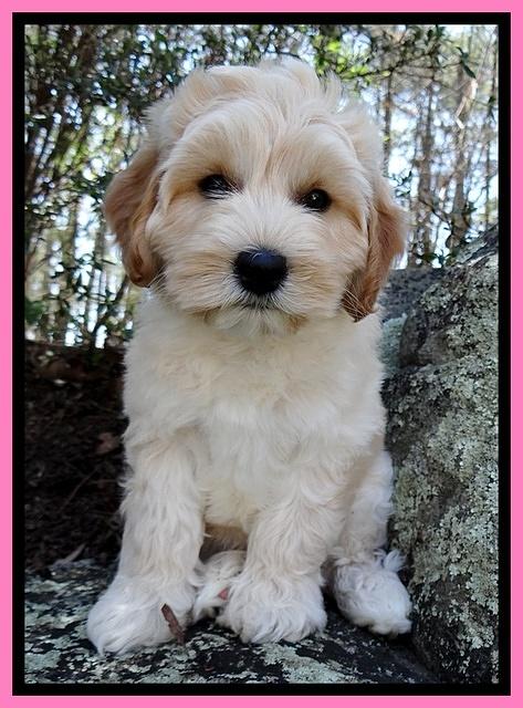 Sky Reagan pups 8 wks old 71