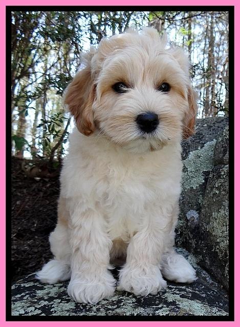 Sky Reagan pups 8 wks old 91