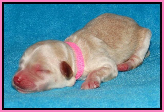 Sky Reagan pups Newborn 81