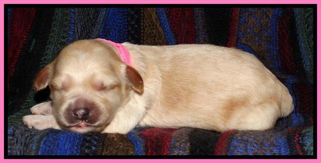 pink 1 wk (10)