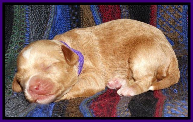 Sky Reagan pups 1 wk old 51