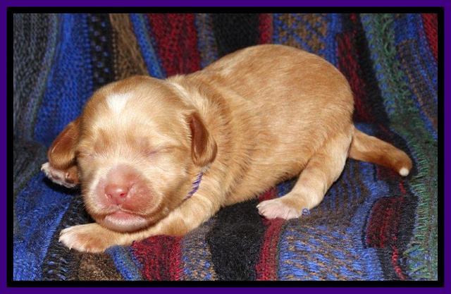 Sky Reagan pups 1 wk old 61