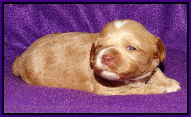 Sky Reagan pups 2 wk old 71