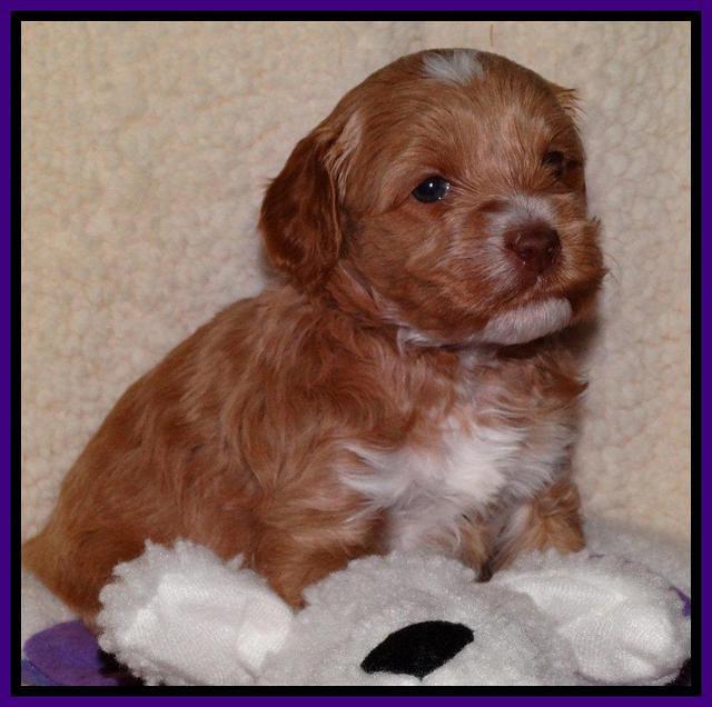 Sky Reagan pups 4 weeks old 81