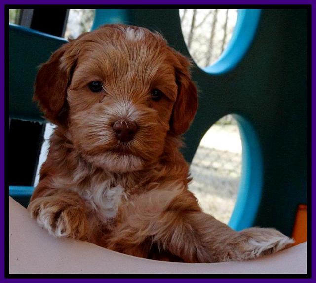 Sky Reagan pups 5 wks old 92