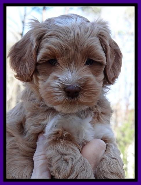 Sky Reagan pups 6 wks old 81
