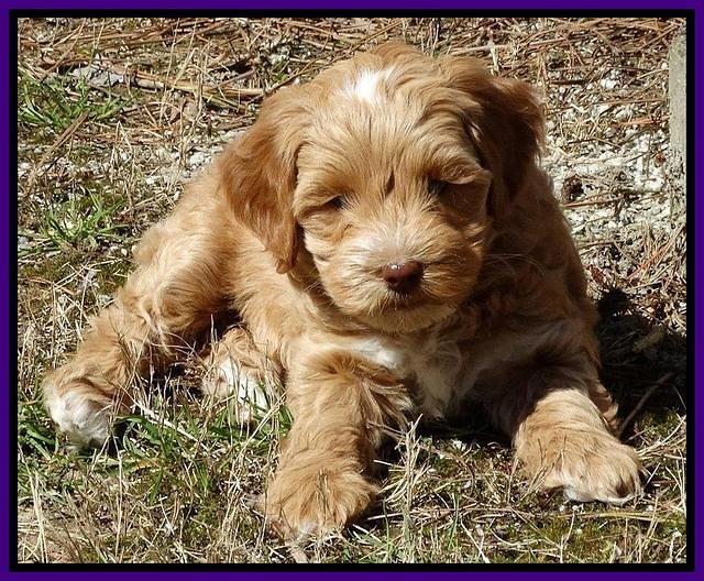 Sky Reagan pups 7 wks old 101