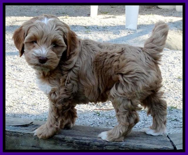 Sky Reagan pups 7 wks old 91