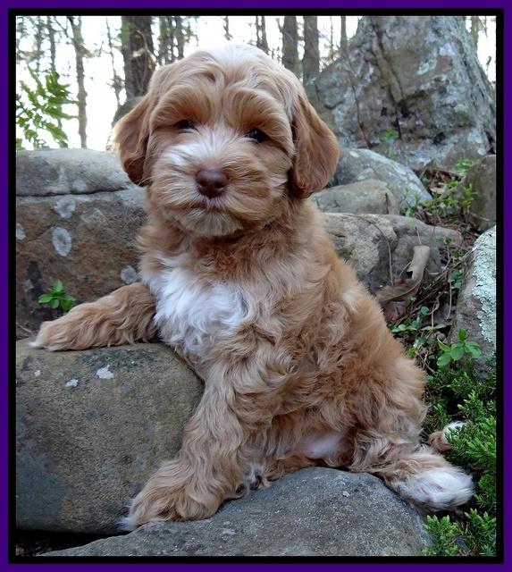 Sky Reagan pups 8 wks old 22