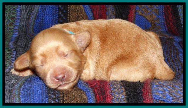 Sky Reagan pups 1 wk old 121