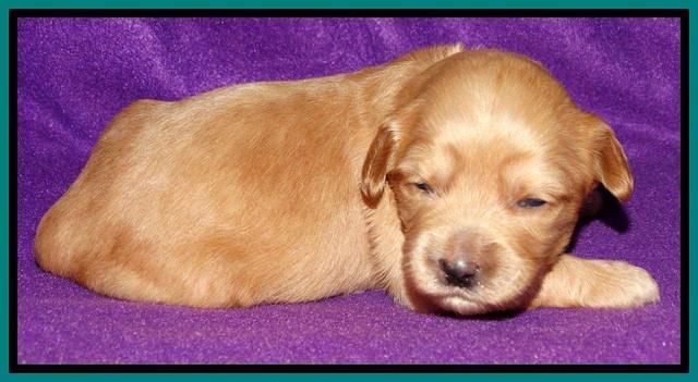 Sky Reagan pups 2 wk old 111