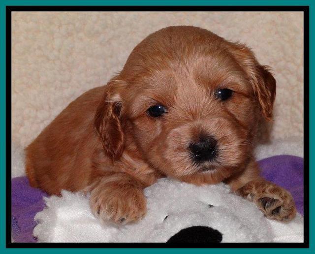 Sky Reagan pups 4 weeks old 91