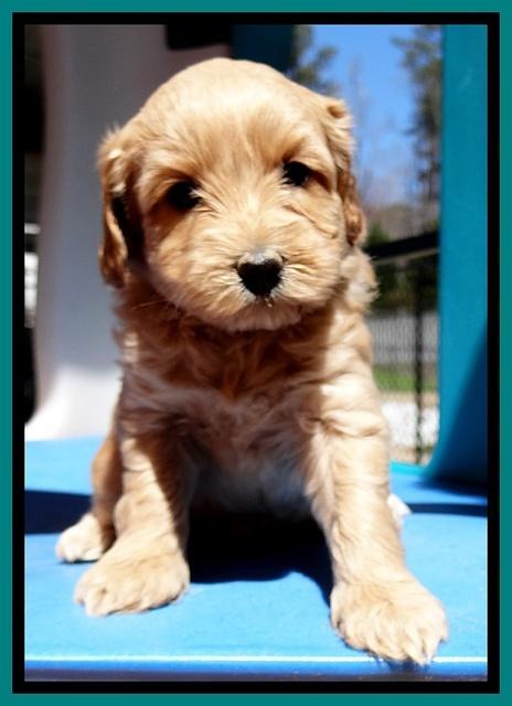 Sky Reagan pups 5 wks old 142
