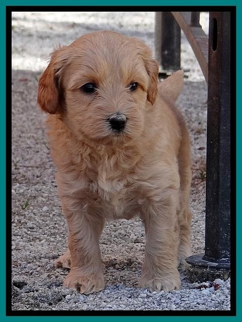 Sky Reagan pups 5 wks old 182