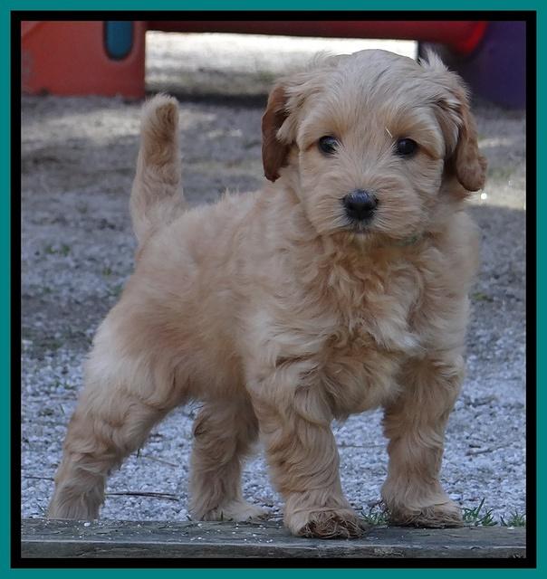 Sky Reagan pups 6 wks old 131