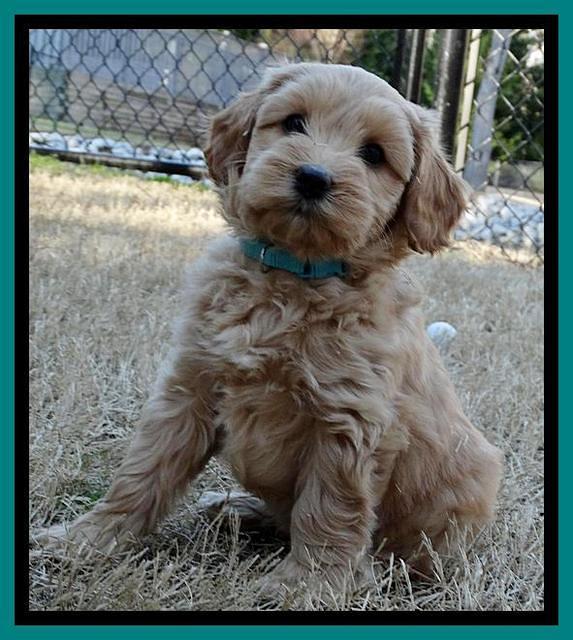 Sky Reagan pups 7 wks old 131