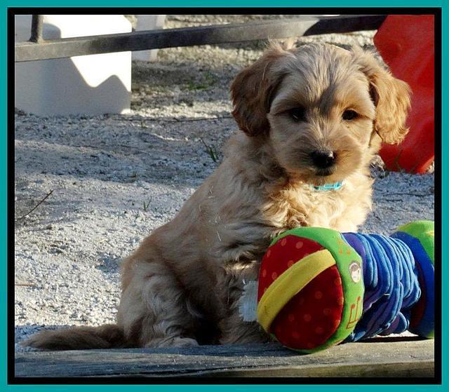 Sky Reagan pups 7 wks old 141